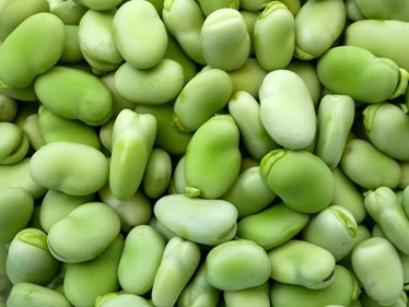 Substitution For Fava Beans