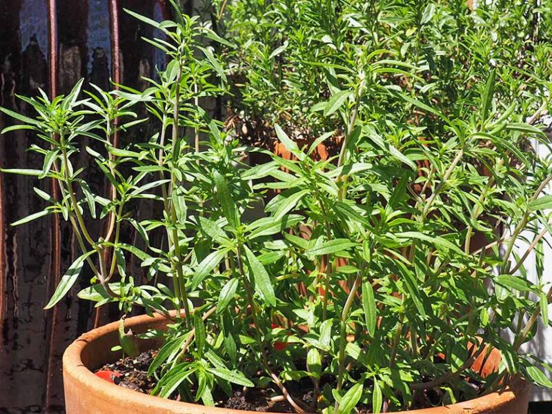 Substitutes For Summer Savory