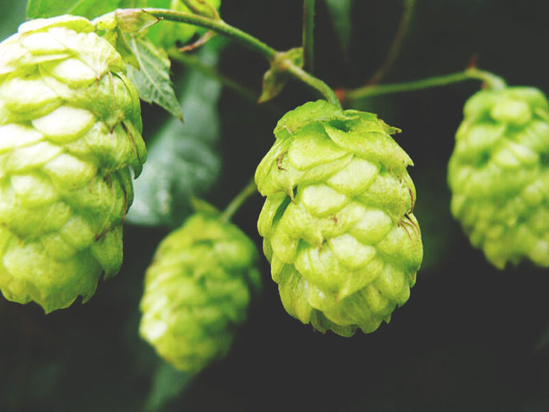 Substitute For Centennial Hops